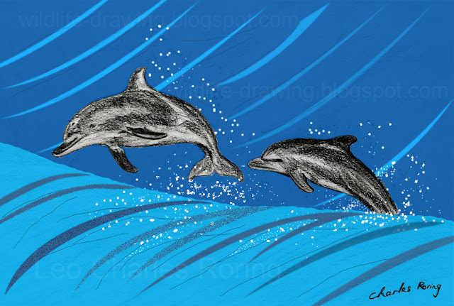 Dolphins Jumping out of the Water