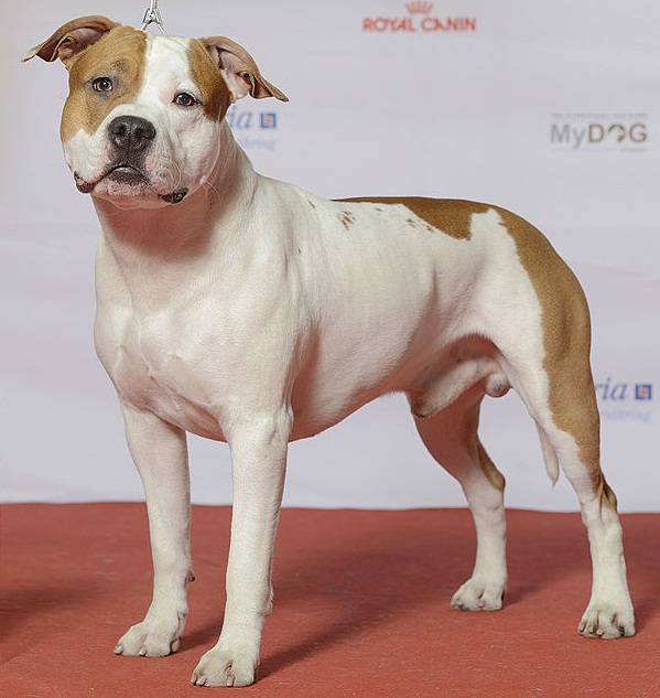 AMERICAN_STAFFORDSHIRE_TERRIER