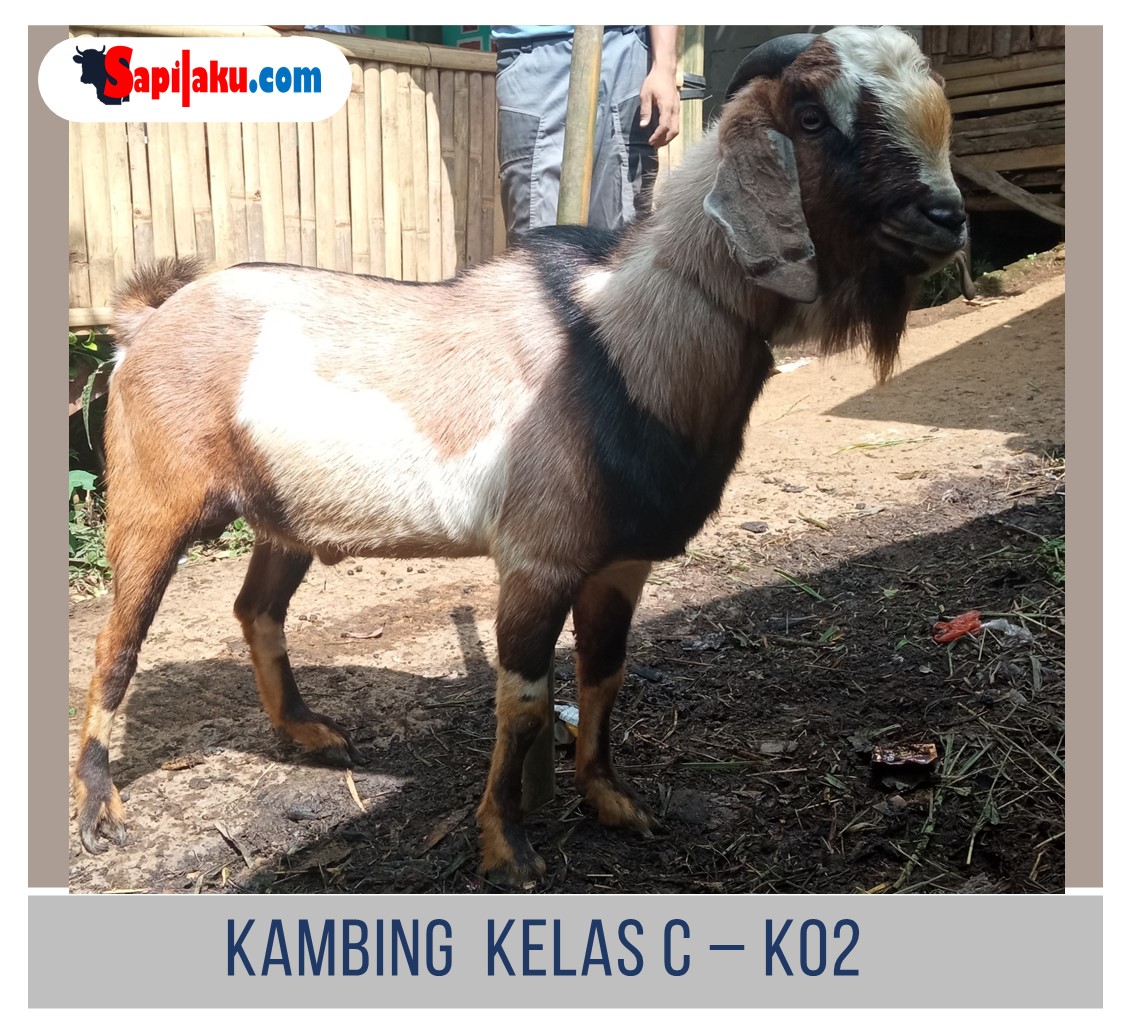 Kambing jamlo