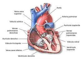 ¿Cuál es la estructura del sistema circulatorio?