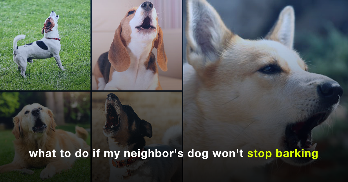 what to do if my neighbor's dog won't stop barking