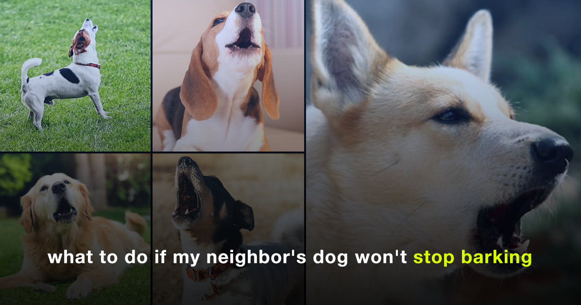 what to do if my neighbor's dog won't stop barking