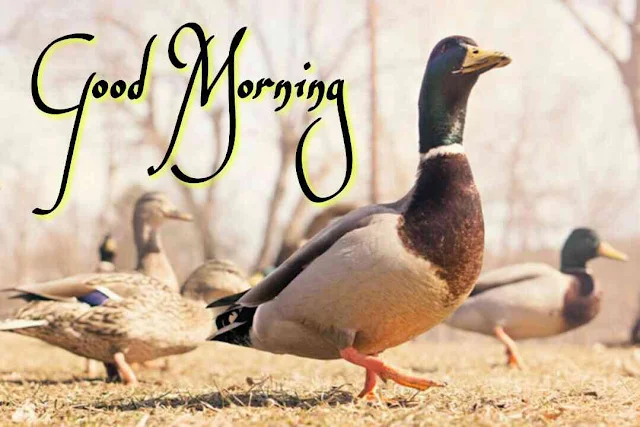 Beautiful birds good morning images