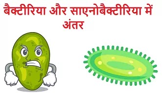 Differences-between-Bacteria-and-Cyanobacteria