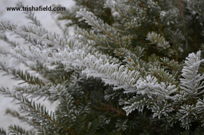 Frosty Pine Photo by Trisha Field