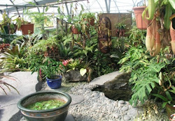 tropical garden interior landscape exterior mini