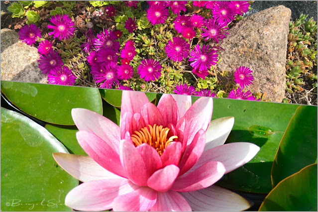 Teichblumen, Seerose und Mittagsblume