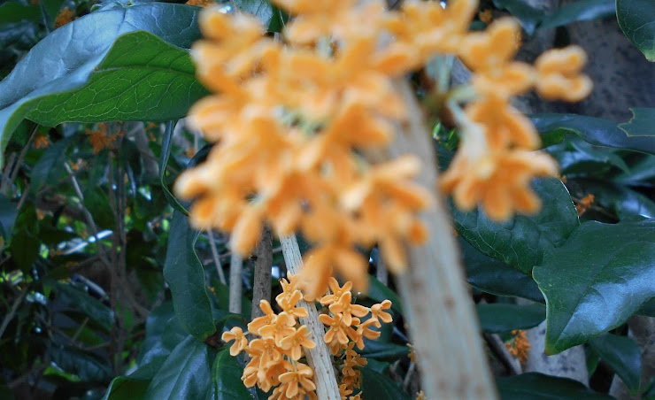 正面の花はボケて、隅の花に合焦している金木犀