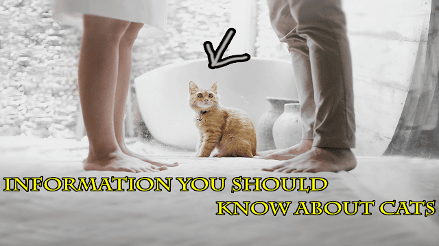 Information you should know about cats