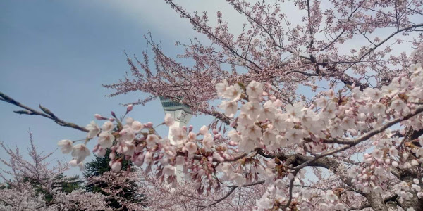 Prefecture Sakura Sunday 🌸
