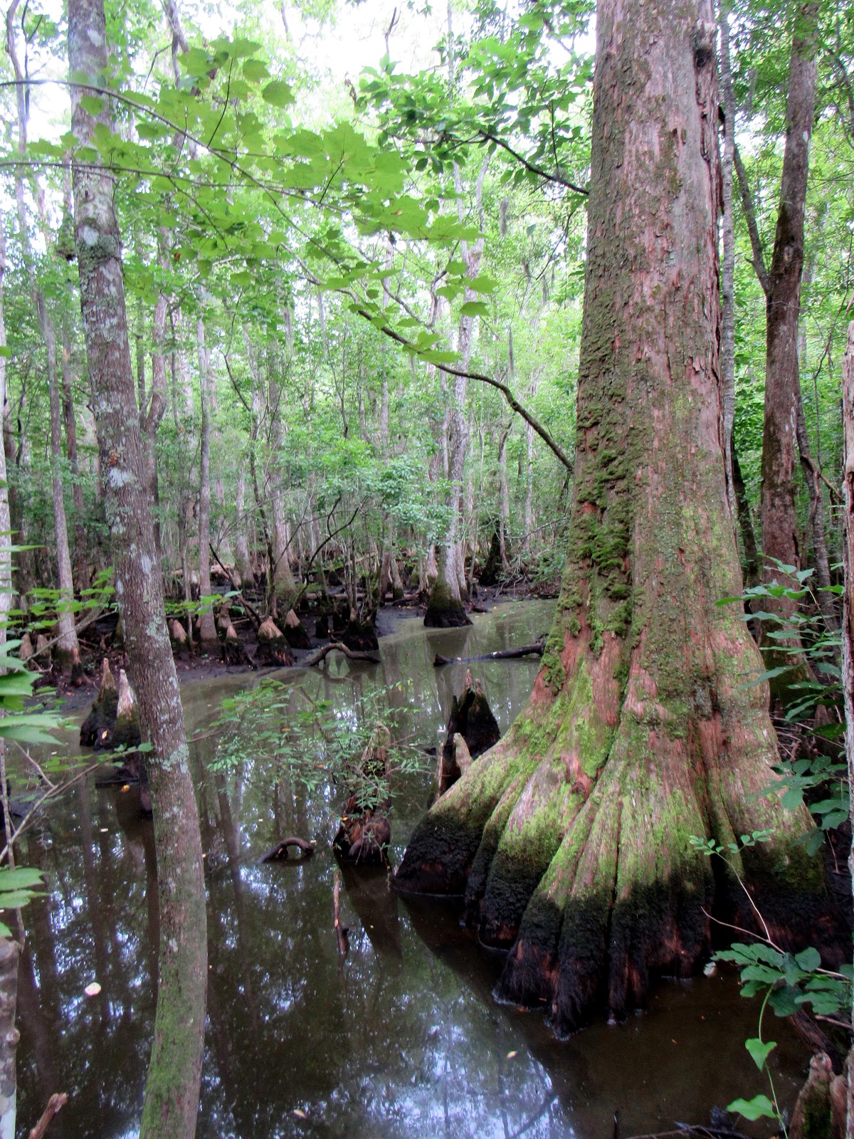 Exploring New Places South Carolina's CypressTupelo Swamps