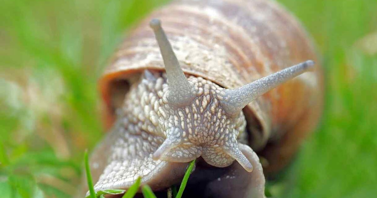 Hukum Makan Bekicot Halal atau Haram? Berikut Penjelasan MUI