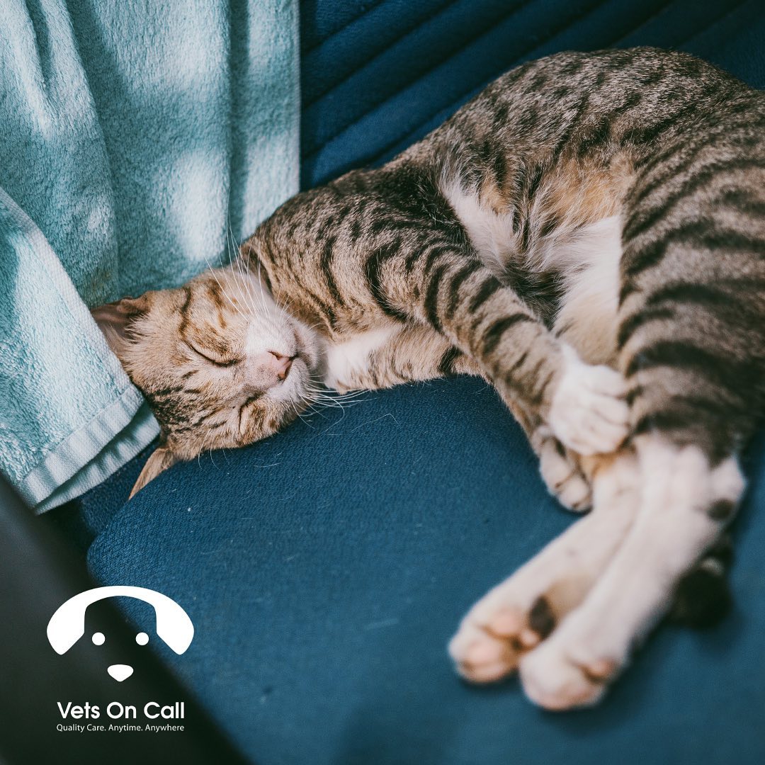 Pet Euthanasia How To Make Putting Down Your Pet Easier on Them And You