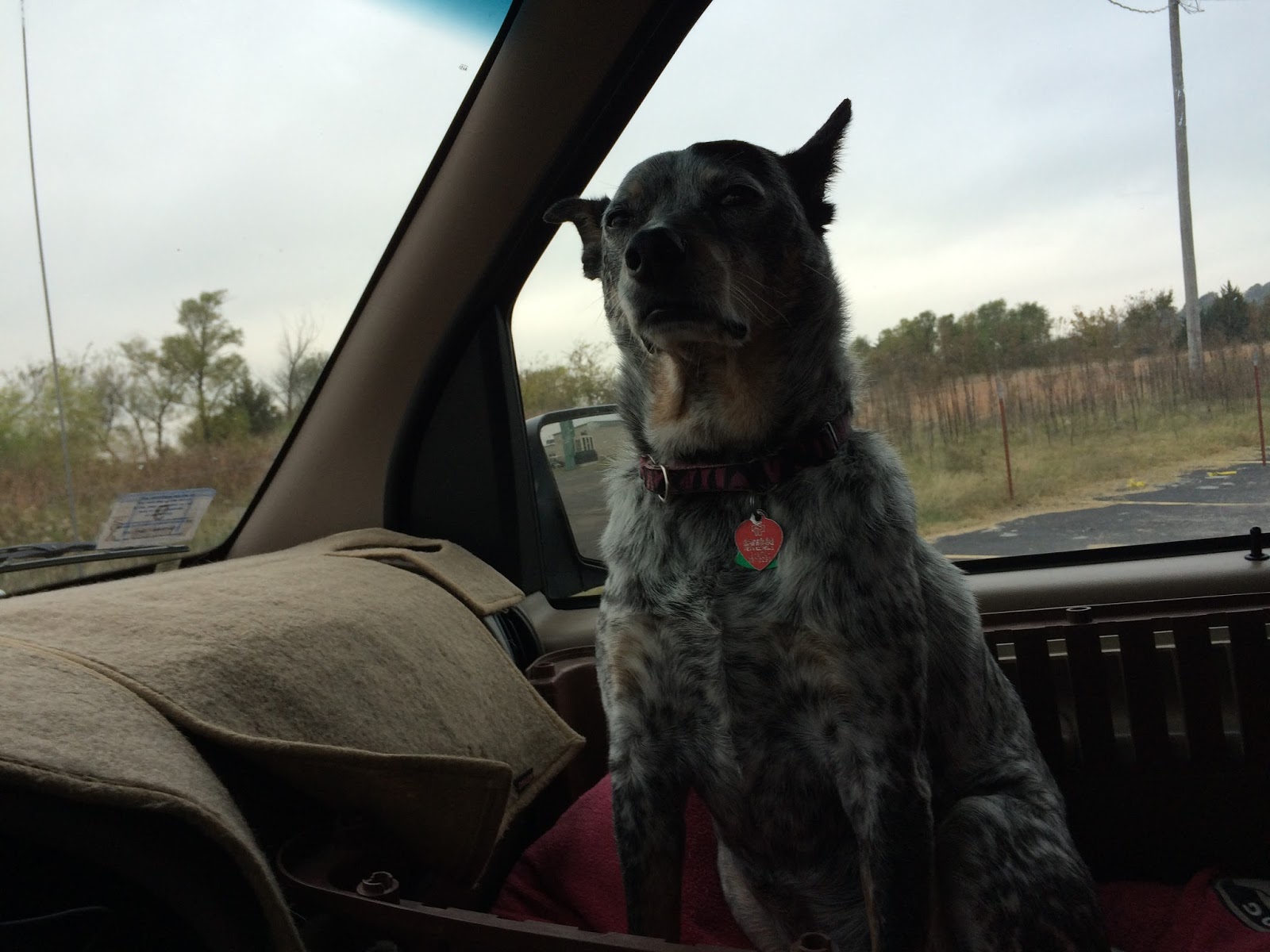az cardinals nike shoes