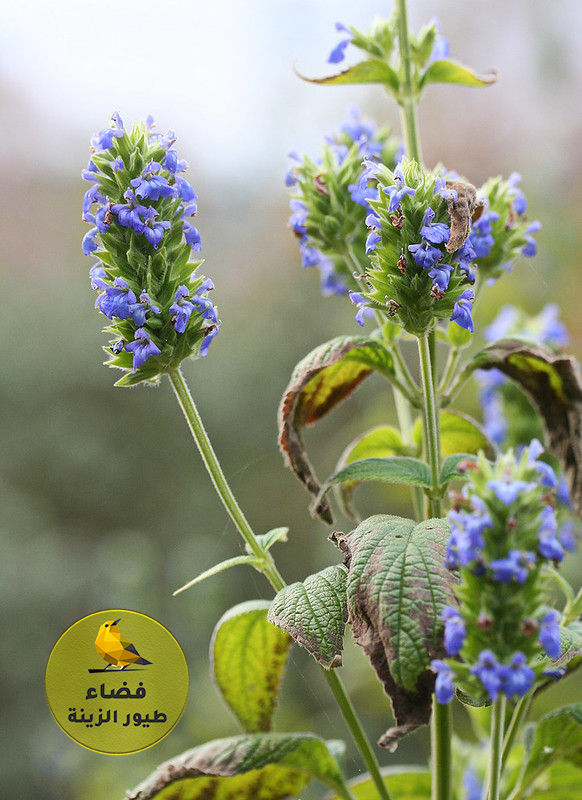فوائد بذور الشيا لطيور الحسون والكناري