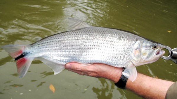 Piracanjuba Laus Pesca