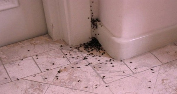 ants rid bugs keep away common ways natural fourmis maison des comment faire pour source