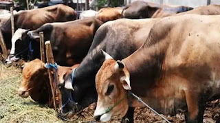 MP government to set up Cow Cabinet for protection of cows