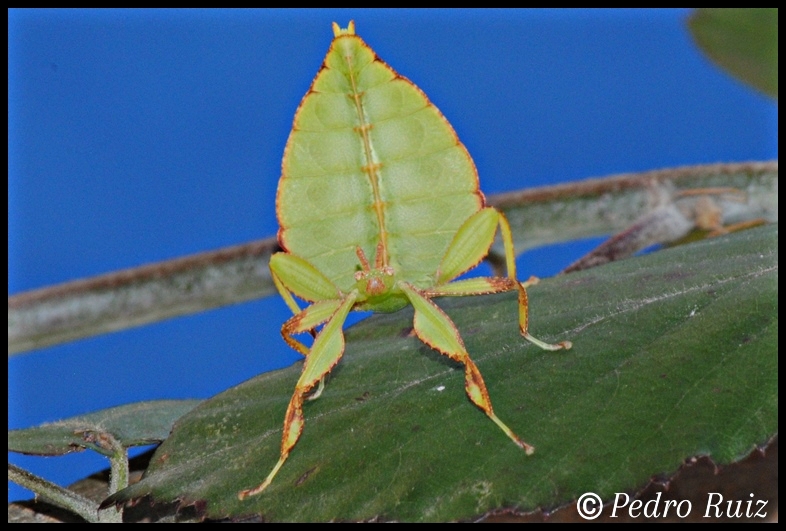 Ninfa macho L4 de Phyllium philippinicum, 2,9 cm de longitud Ninfa macho L4 de Phyllium philippinicum, 2,9 cm de longitud
