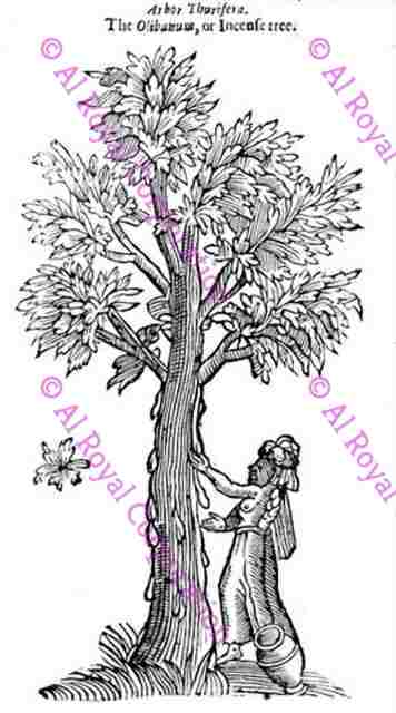 Frankincense | AlRoyal Corporation - Oman