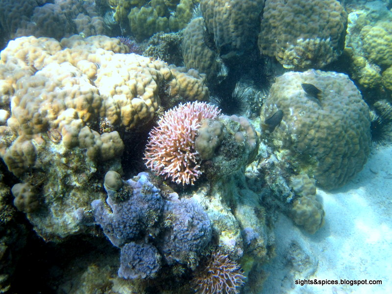 Sights and Spices: Sights: A Sleepy Little Haven Called Maniwaya Island ...