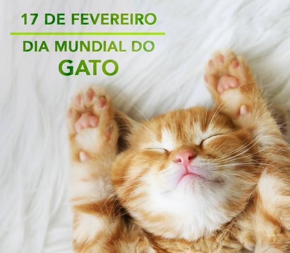 1000 Mensagem Feliz Dia Mundial do Gato 18 de Fevereiro Terçafeira