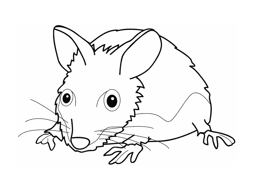 Tranh tô màu con chuột lông xù