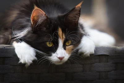 Harga Kucing Kembang Telon Sampai Ratusan Juta