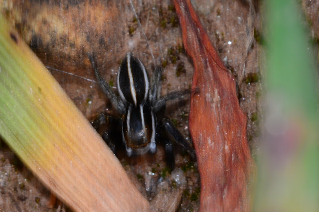 Phlegra bresnieri Phlegra bresnieri