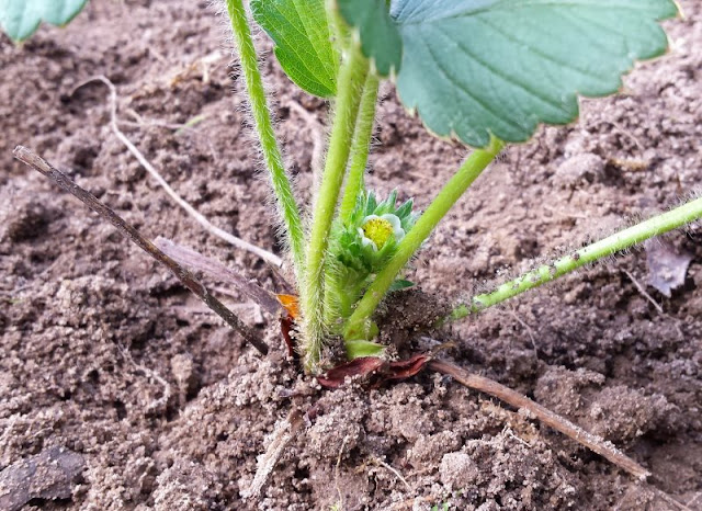 Unterwegs im Garten: Erdbeerbeet anlegen. Ich zeige Euch, wie Ihr schnell ein Erdbeerbeet anlegt und Eure Erdbeer-Pflanzen gut ins Beet setzt.