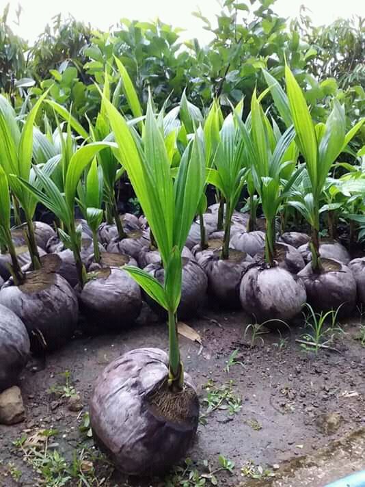 bibit kelapa wulung genjah tanaman super bisa ditempat unik Maniamolo