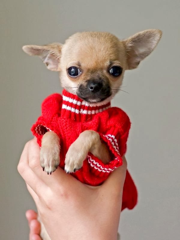 Is Chihuahua The Smallest Dog Breed? Annie Many