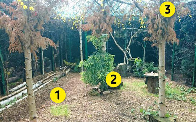 10 cách bạn có thể tạo một khu vườn mời gọi chim chóc tới làm tổ