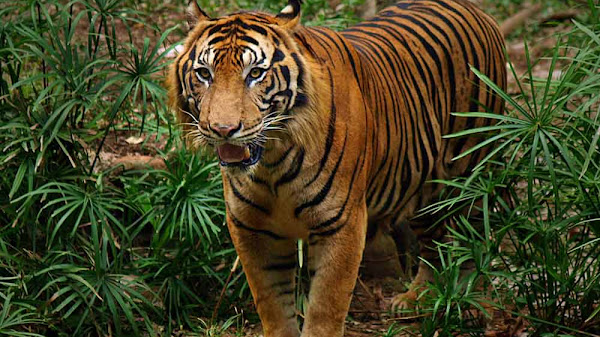 Lirik Harimau Malaya Terbaru yang Menggugah Hati