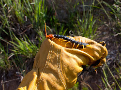 giant kansas very centipede desert outback resident intersting creepy