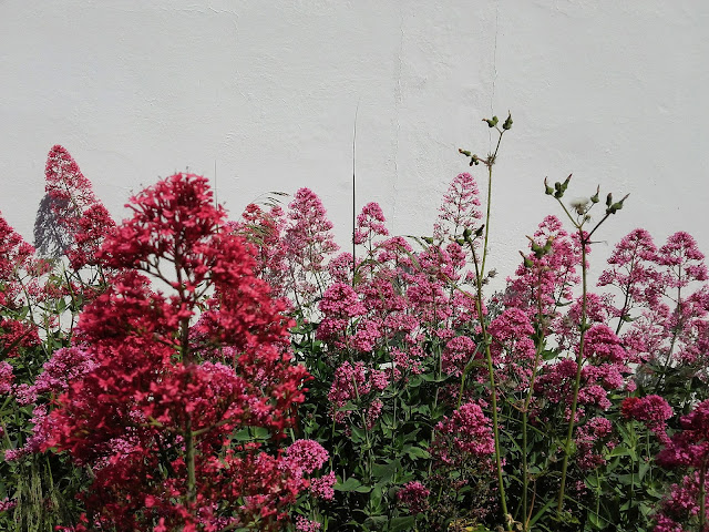 ¡PRIMAVERA EN ROSA!