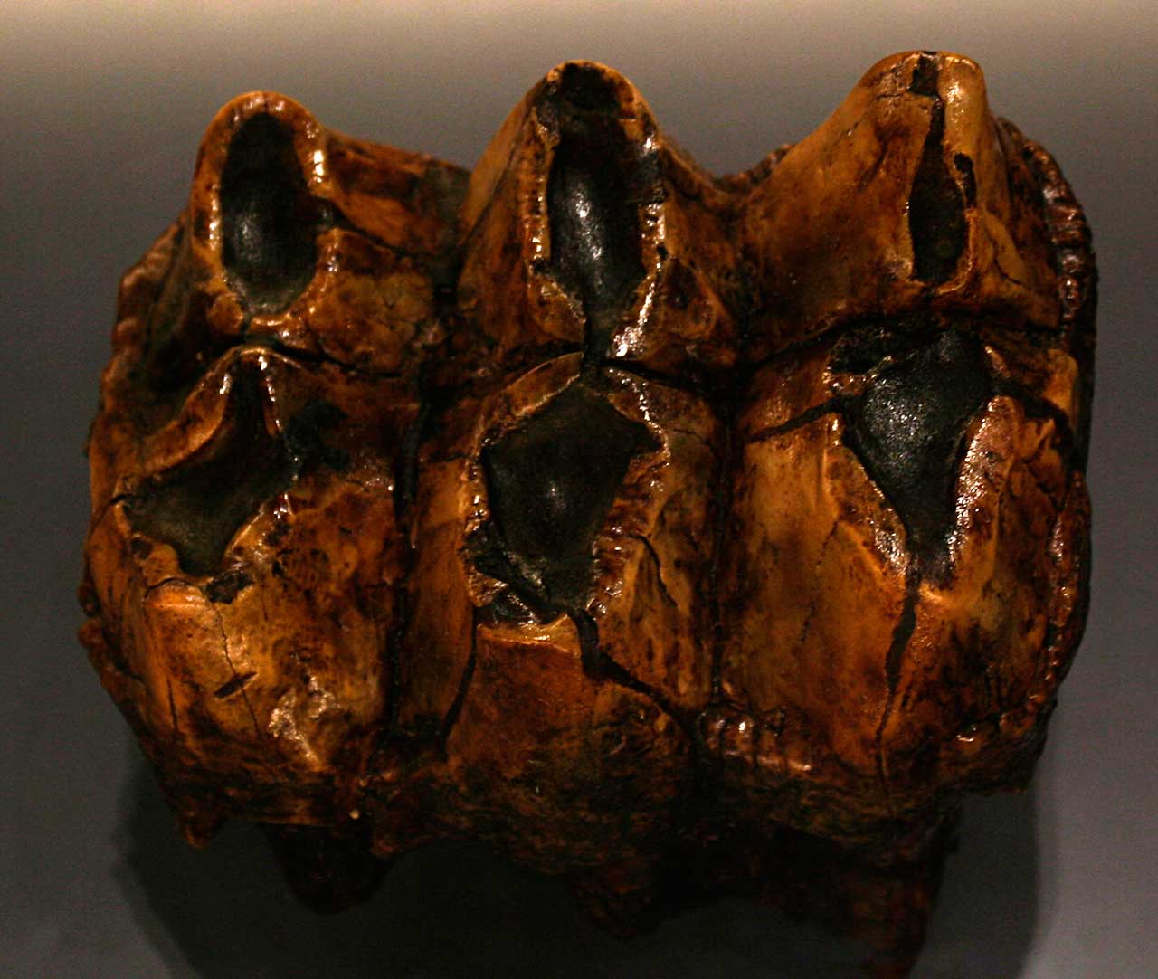 Louisville Fossils and Beyond Mastodon Tooth