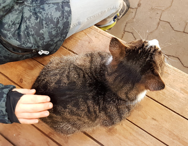 Vom Glück dieser Erde: Urlaub auf dem Küselhof und Reiterhof Witt auf Fehmarn. Die Stallkatze streicheln: Das macht meinen Jungen glücklich.