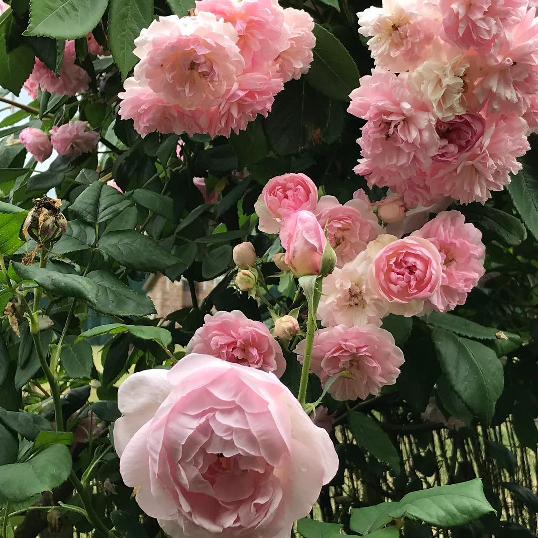 A Quiet Life Garden Chronicles Gathering A Rose Garden