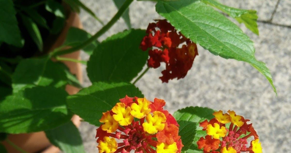 Sommerleses Bucherkiste Wochenruckblick Kw 29 2019