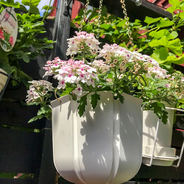 hängverbena hängverbena