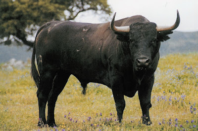 Diferentes razas de toros - Página 6 Garcia%2BPedrajas%2B3