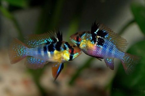 Ikan German Blue Ram Cocok dengan Manfish