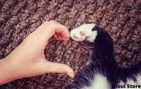 Your Cat Loves You