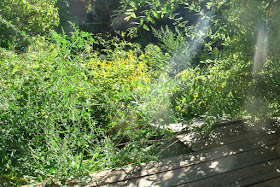 The Junction backyard garden cleanup before by Paul Jung Gardening Services Toronto