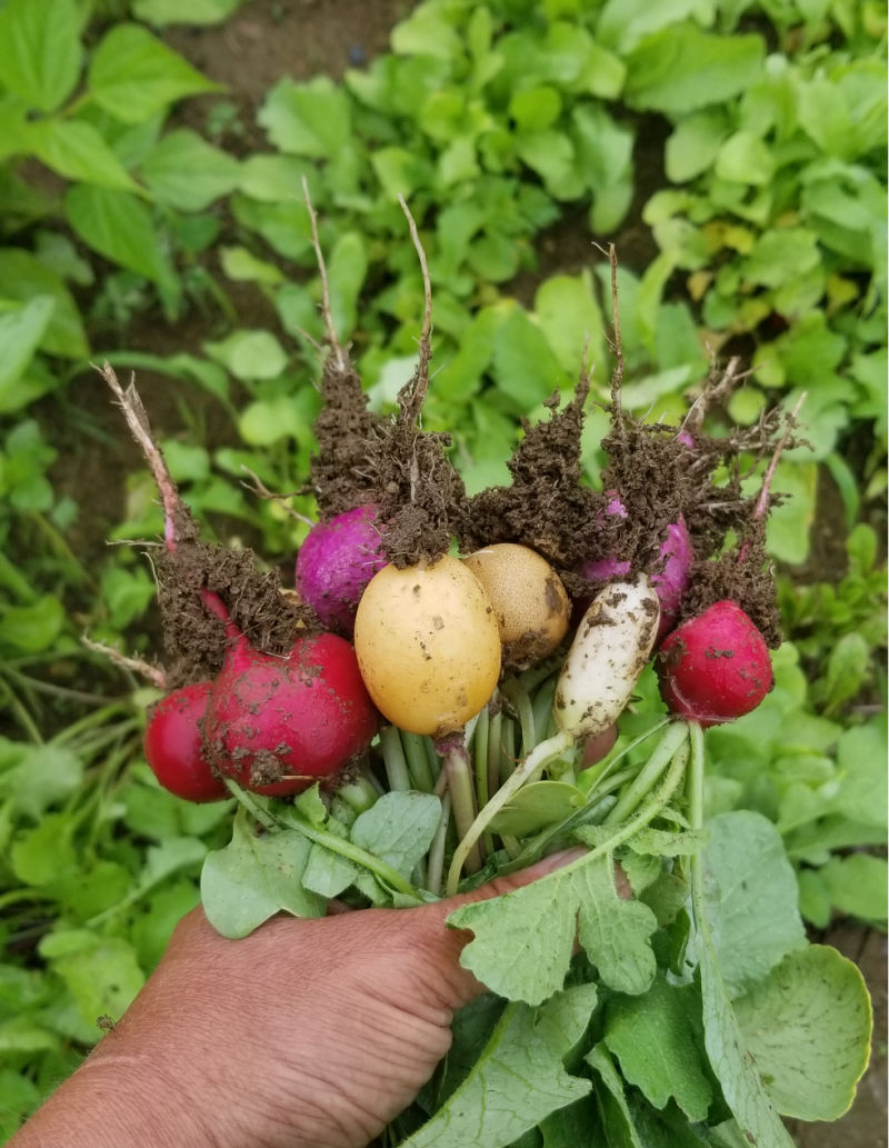 Can Chickens and Ducks Eat Root Vegetables? Fresh Eggs Daily® with