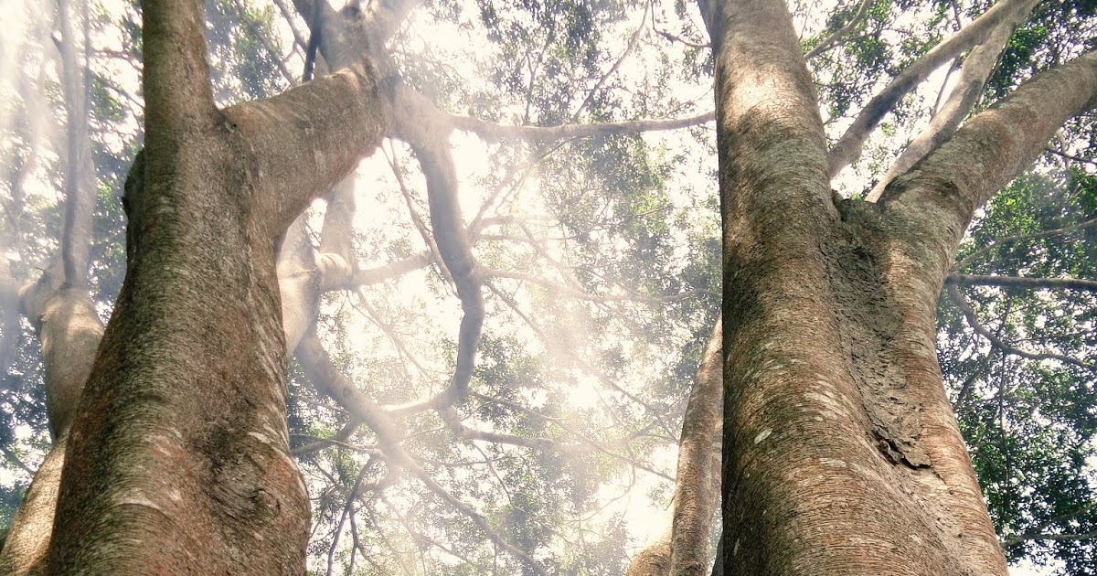 SUWOKO INDUSTRIES: Gunung Kaledong 2019 - Ciaro - Nagreg