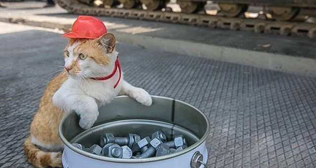 Cat wearing hard hat on construction site in Russia or Crimea