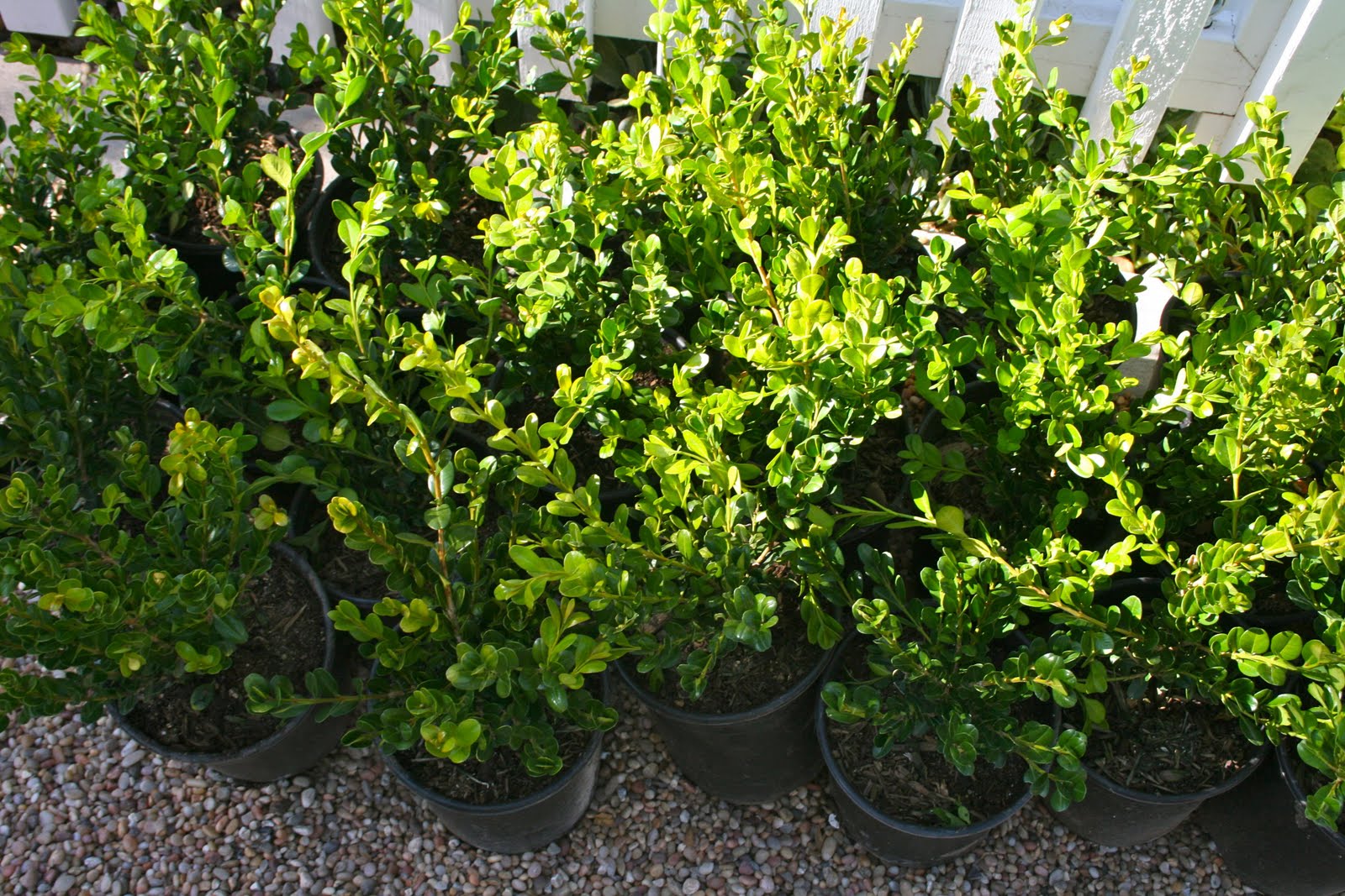 The Polished Pebble: Big Garden Style: The Boxwood Hedge