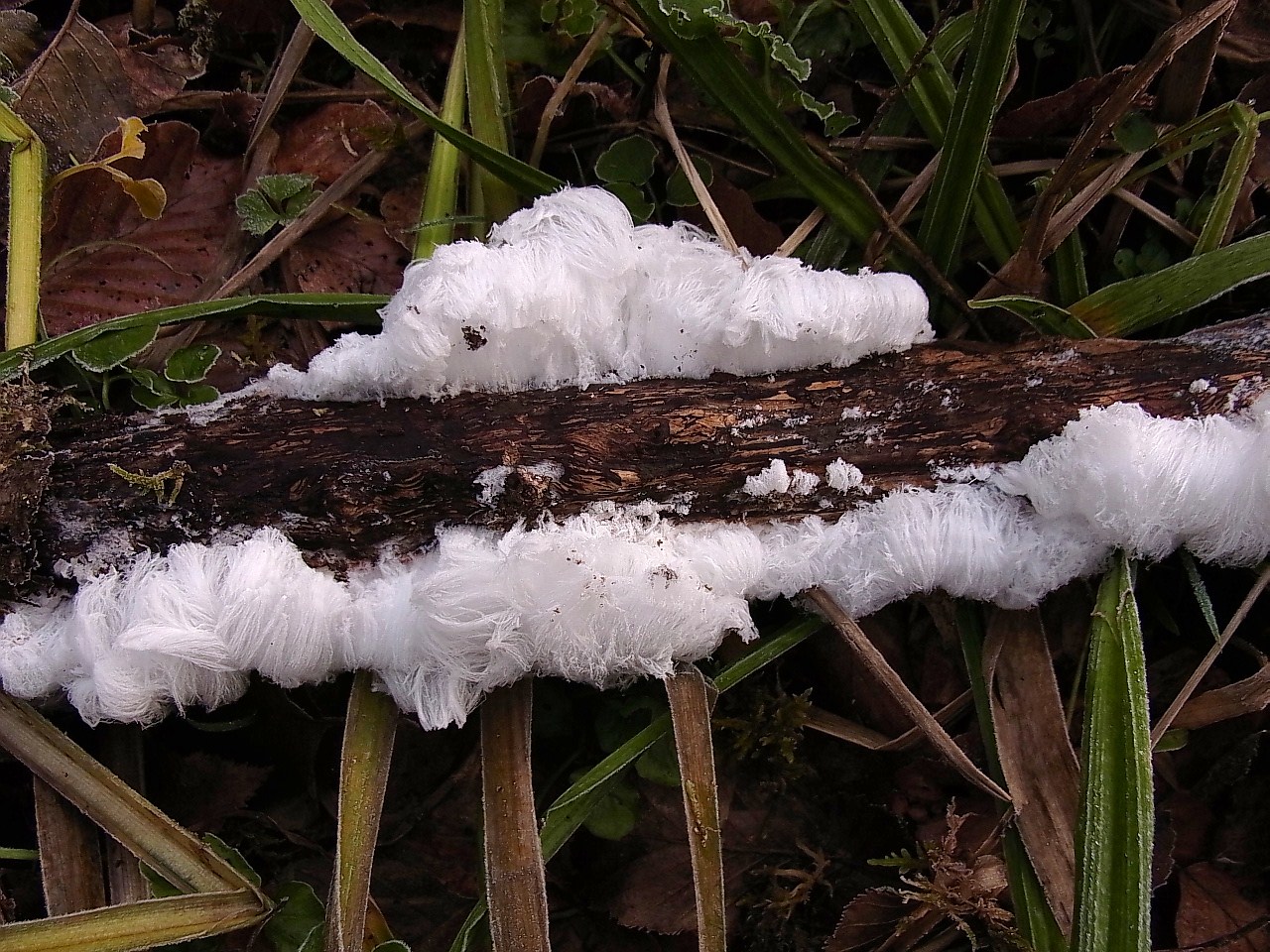 quatre saisons cheveux d'ange